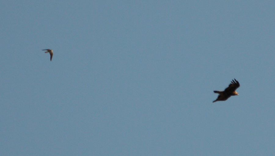 Aquila Reale